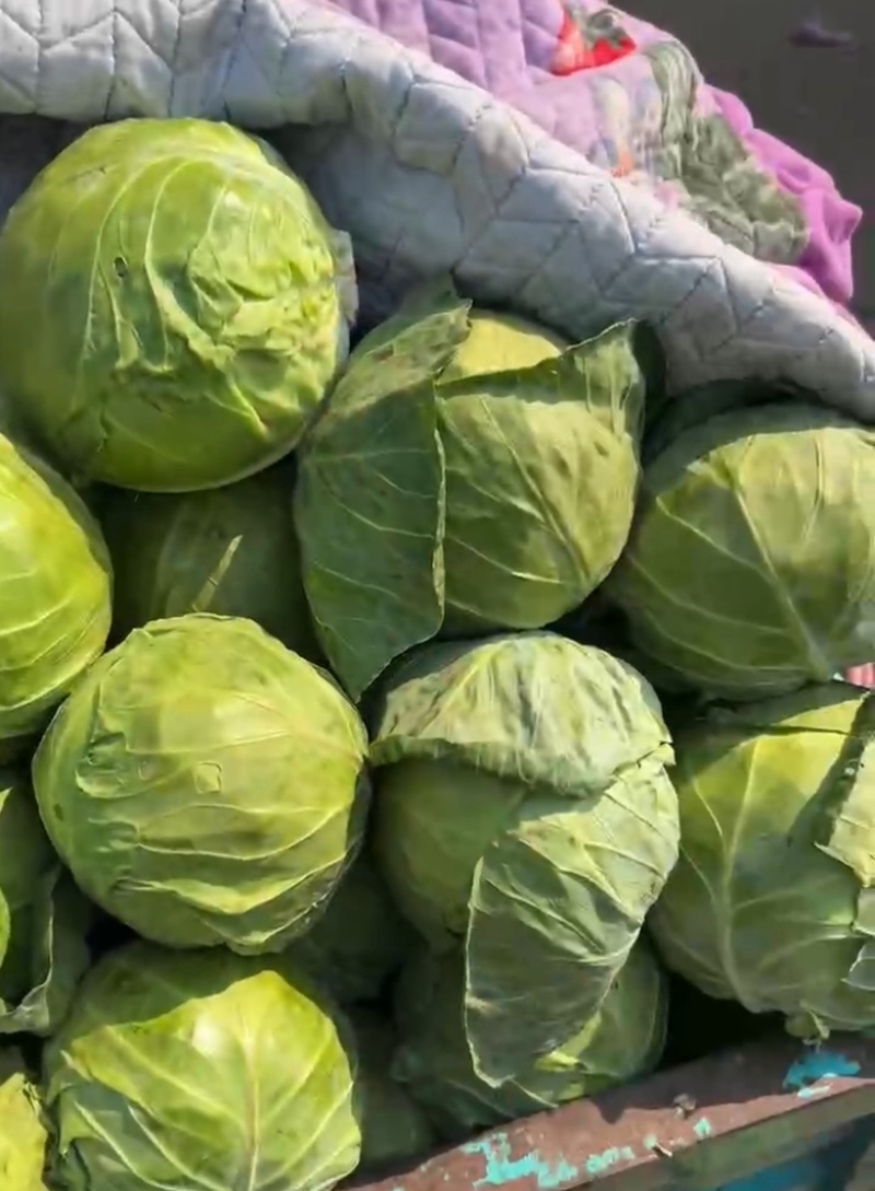 本地精品甘蓝，货源充足，每天新货，保质保量包售后