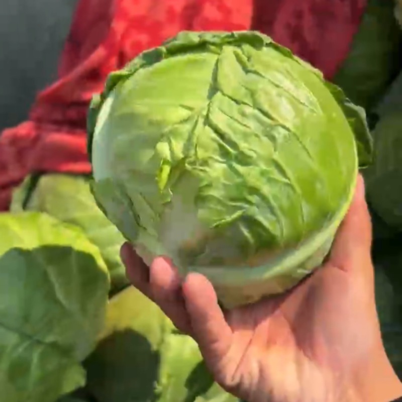 本地精品甘蓝，货源充足，每天新货，保质保量包售后
