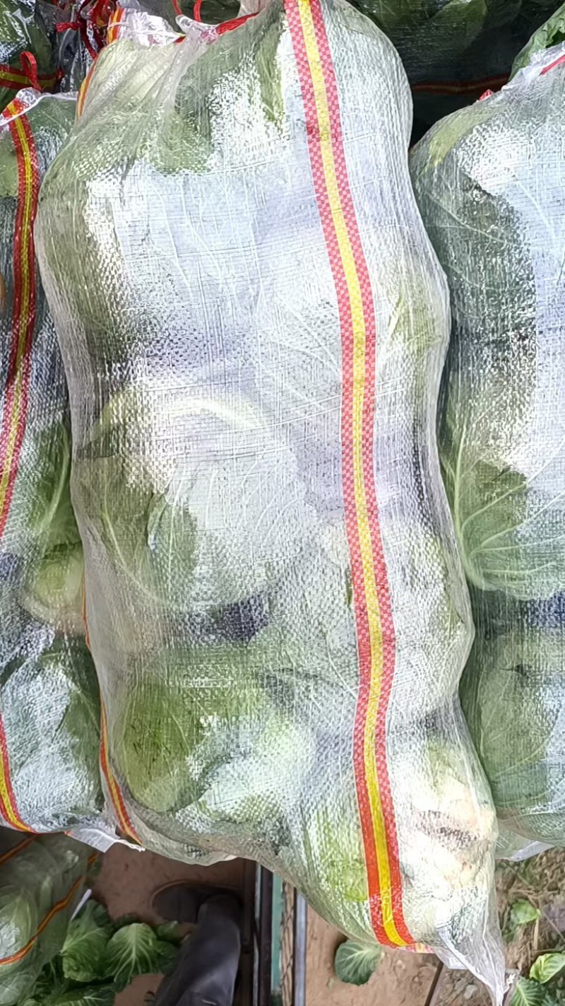 本地精品甘蓝，货源充足，每天新货，保质保量包售后