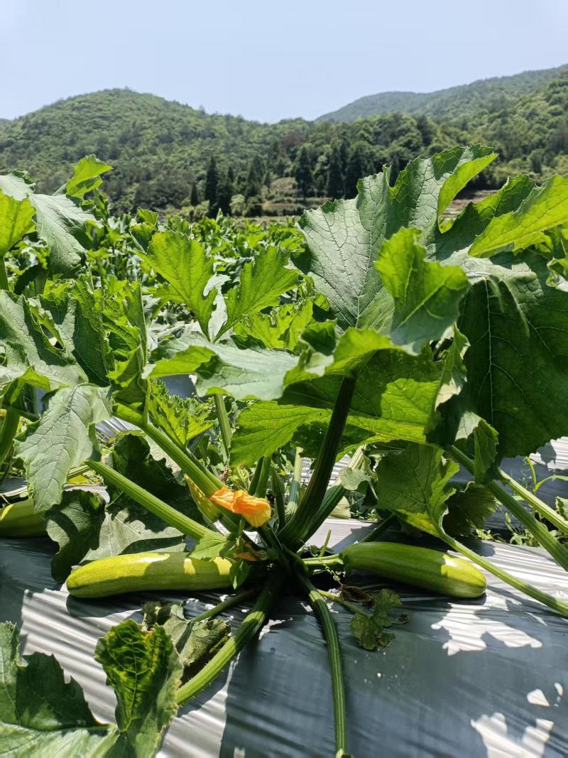 高山西葫芦上市