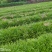 兰花三七草