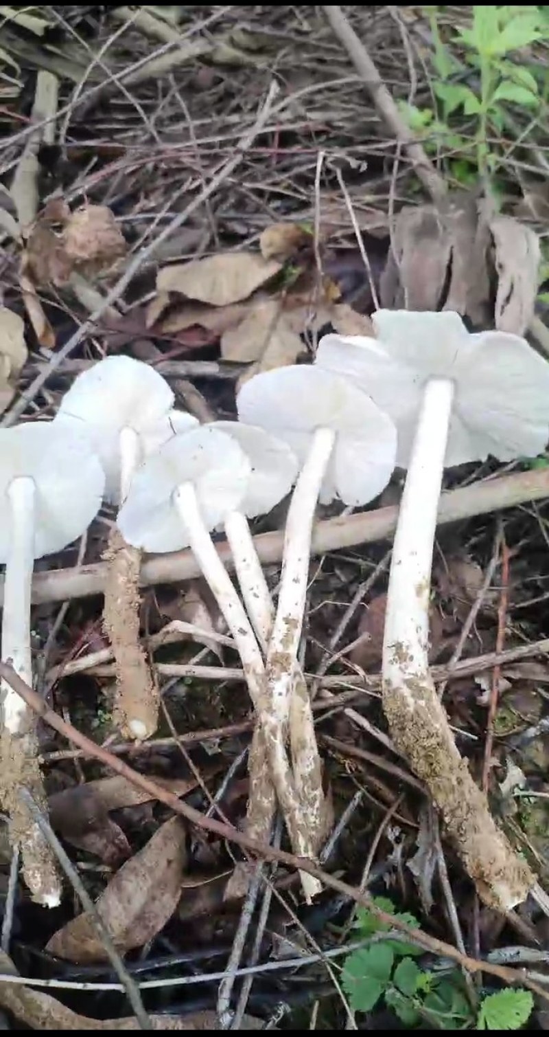三八菇