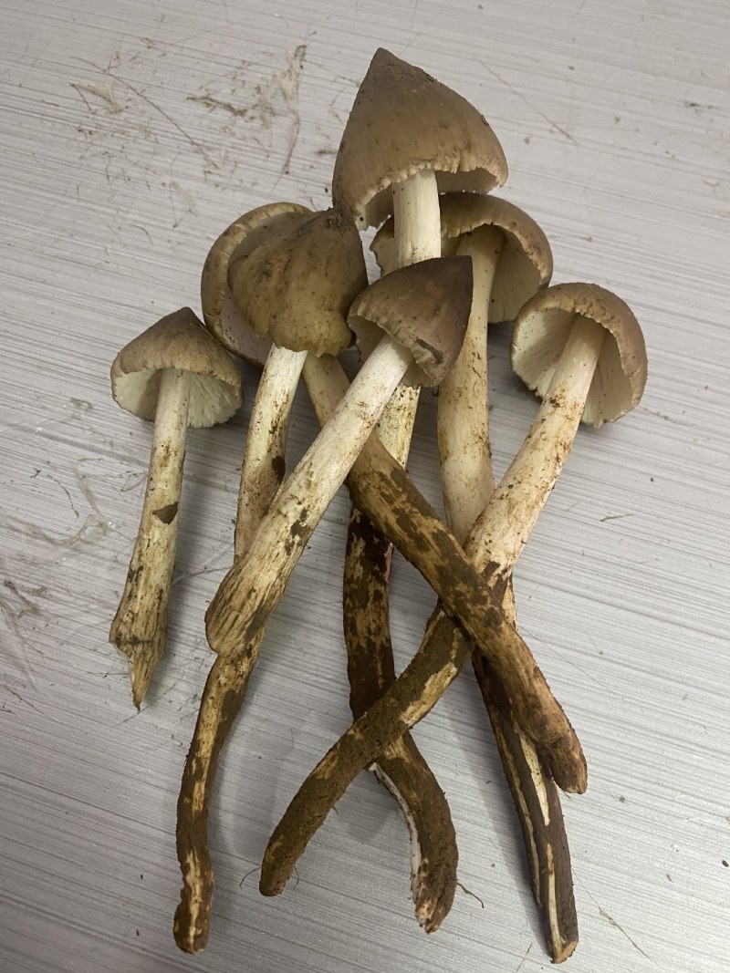 三八菇