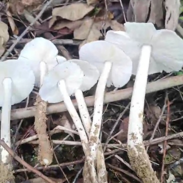 野生菌