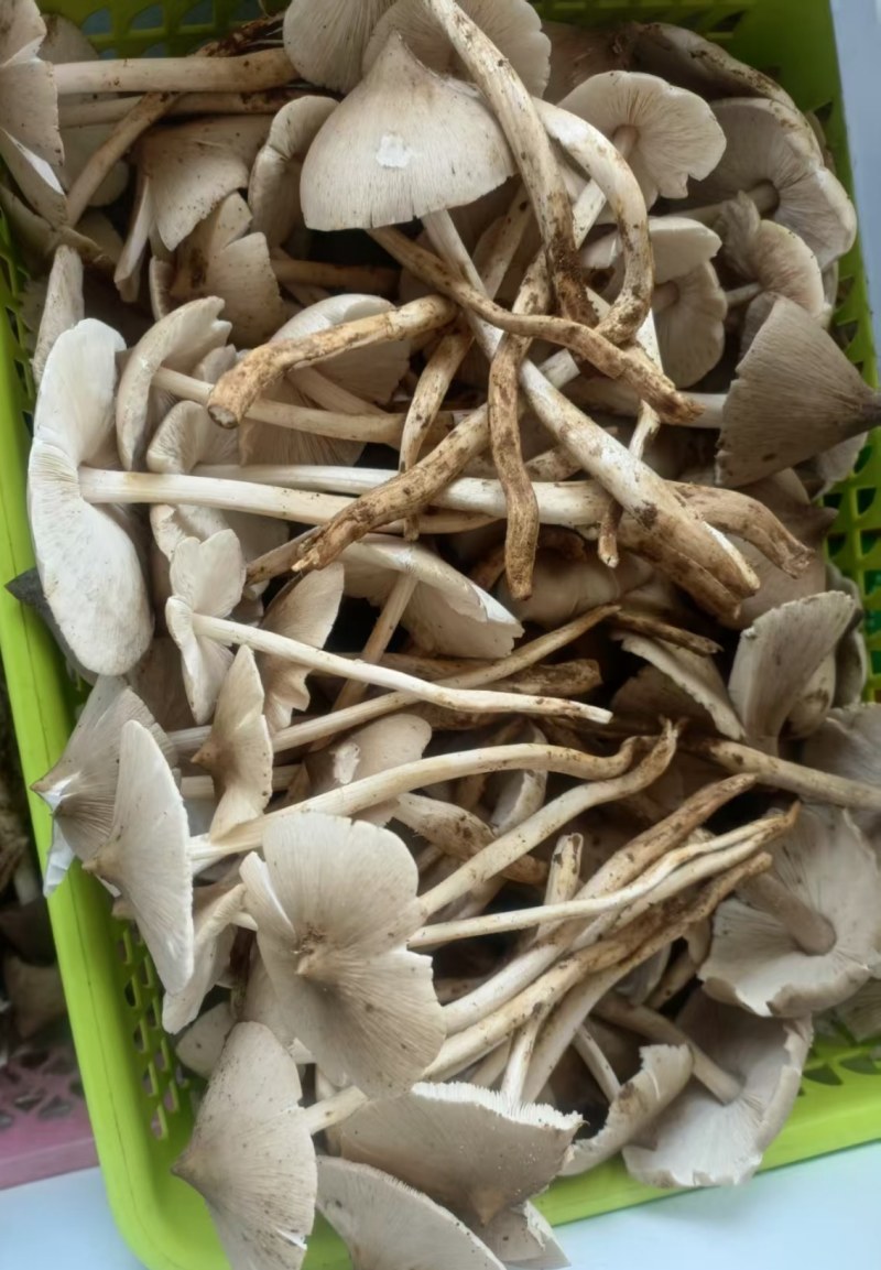 野生菌