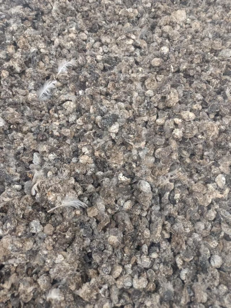 鸡粪纯风干颗粒小鸡粪自然风干/常年供应/品质保证