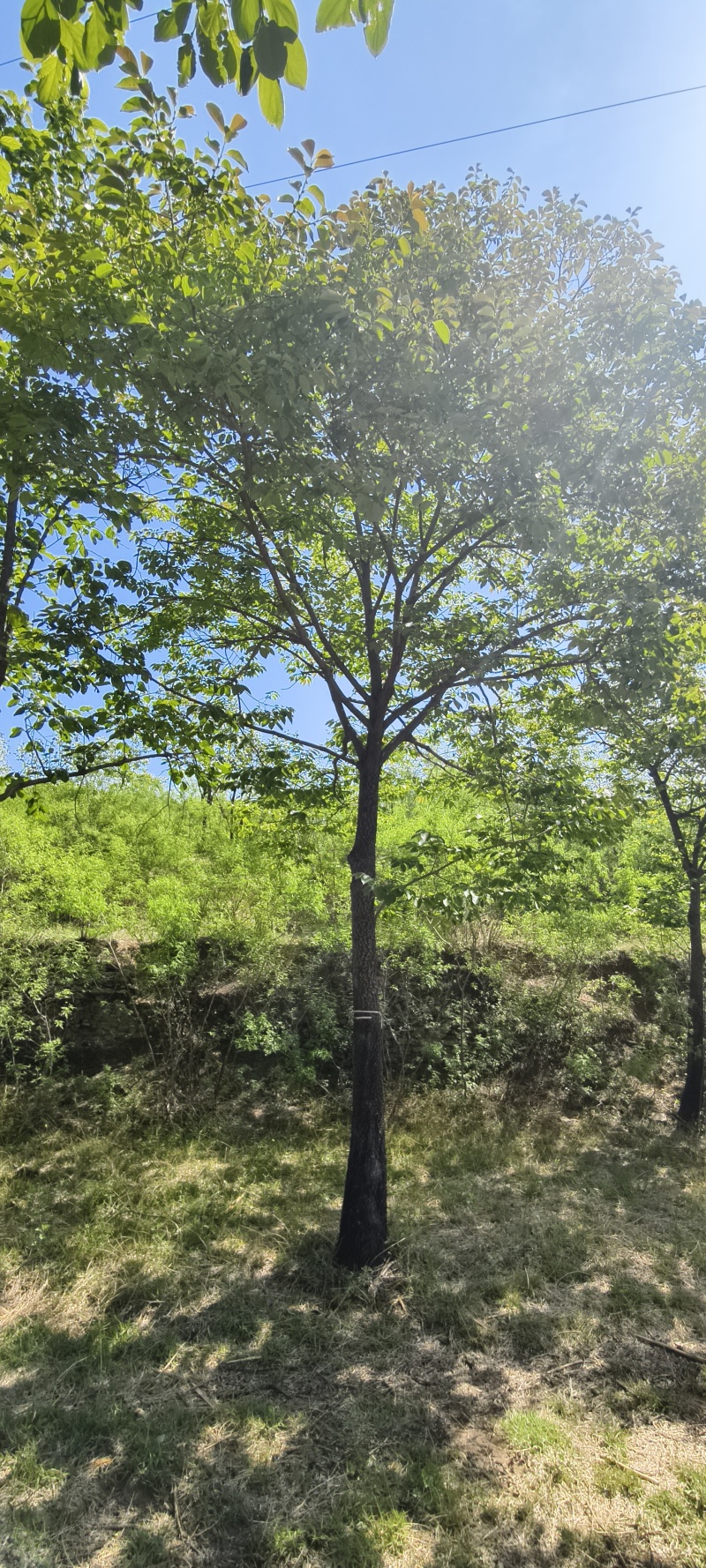 黑枣树、君迁子10-20公分
