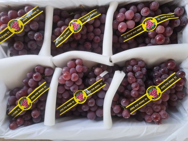 🍇红提葡萄大量有货下地看货说价现采现发欢迎咨询