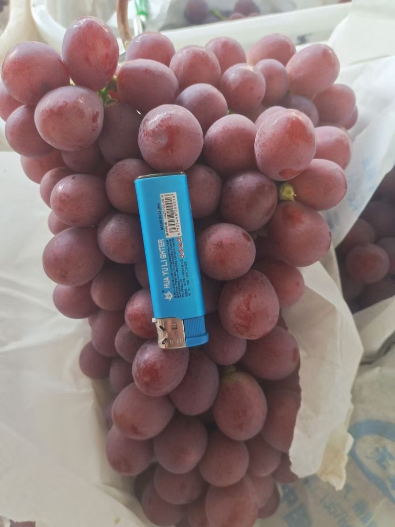 🍇红提葡萄大量有货下地看货说价现采现发欢迎咨询