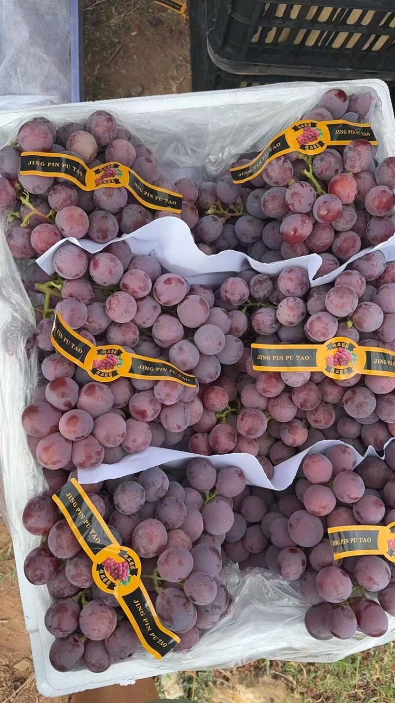 🍇红提葡萄大量有货下地看货说价现采现发欢迎咨询