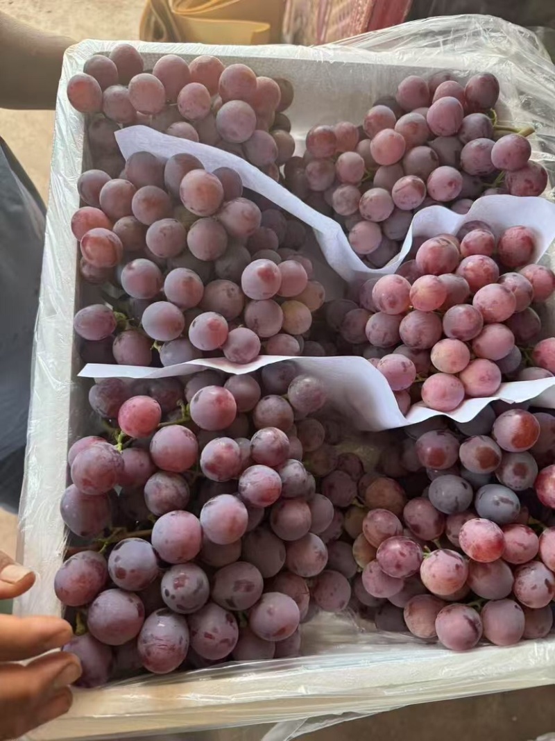 🍇红提葡萄大量有货下地看货说价现采现发欢迎咨询