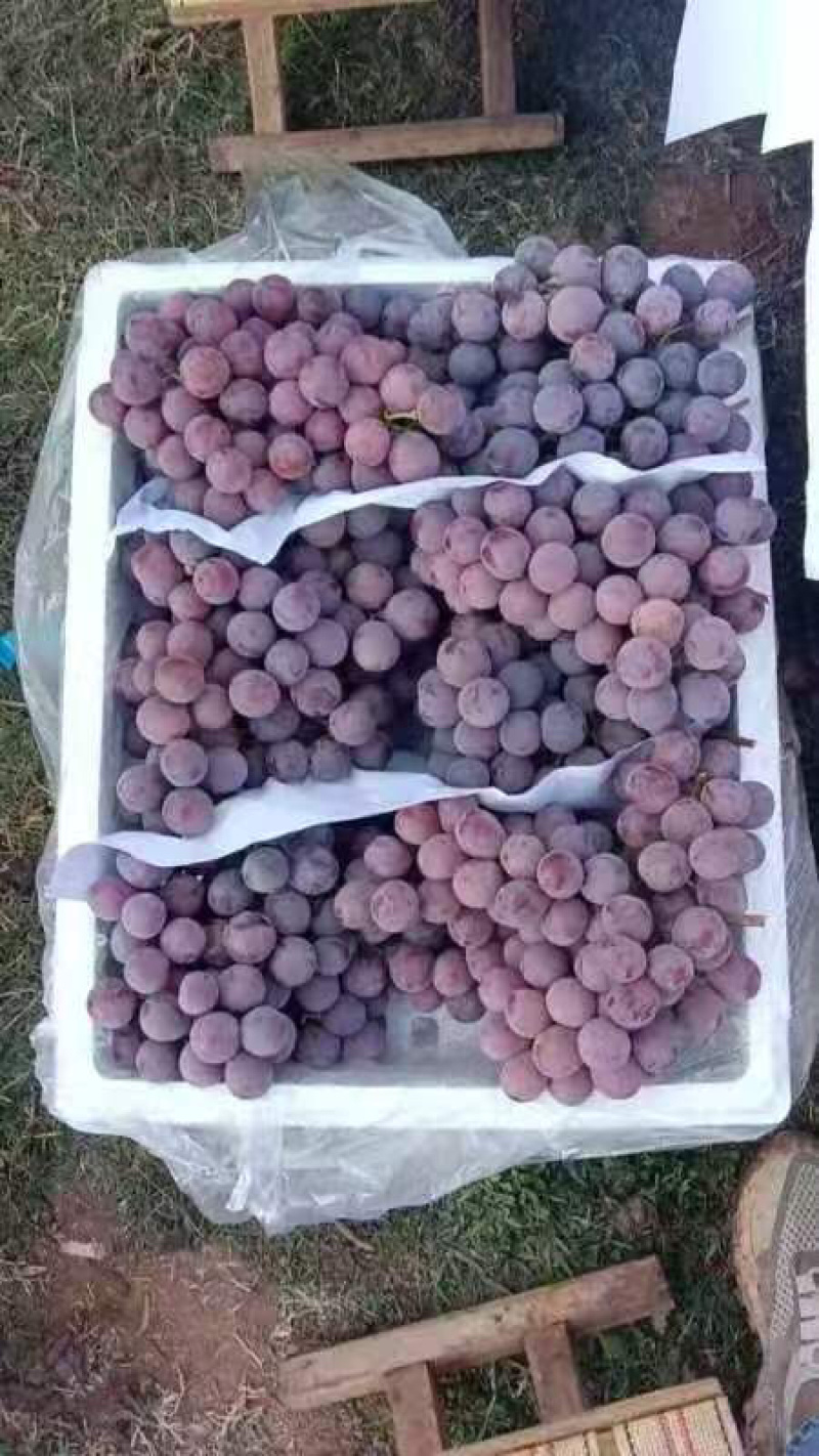 🍇红提葡萄大量有货下地看货说价现采现发欢迎咨询