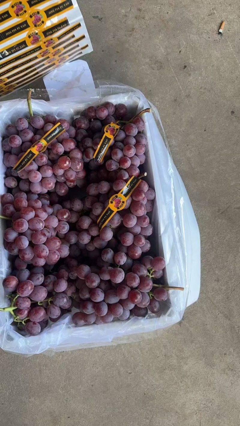 🍇红提葡萄大量有货下地看货说价现采现发欢迎咨询