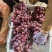 🍇红提葡萄大量有货下地看货说价现采现发欢迎咨询