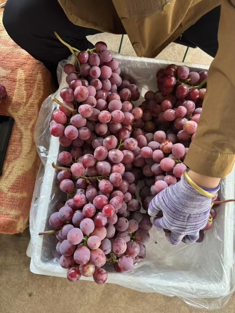 🍇红提葡萄大量有货下地看货说价现采现发欢迎咨询