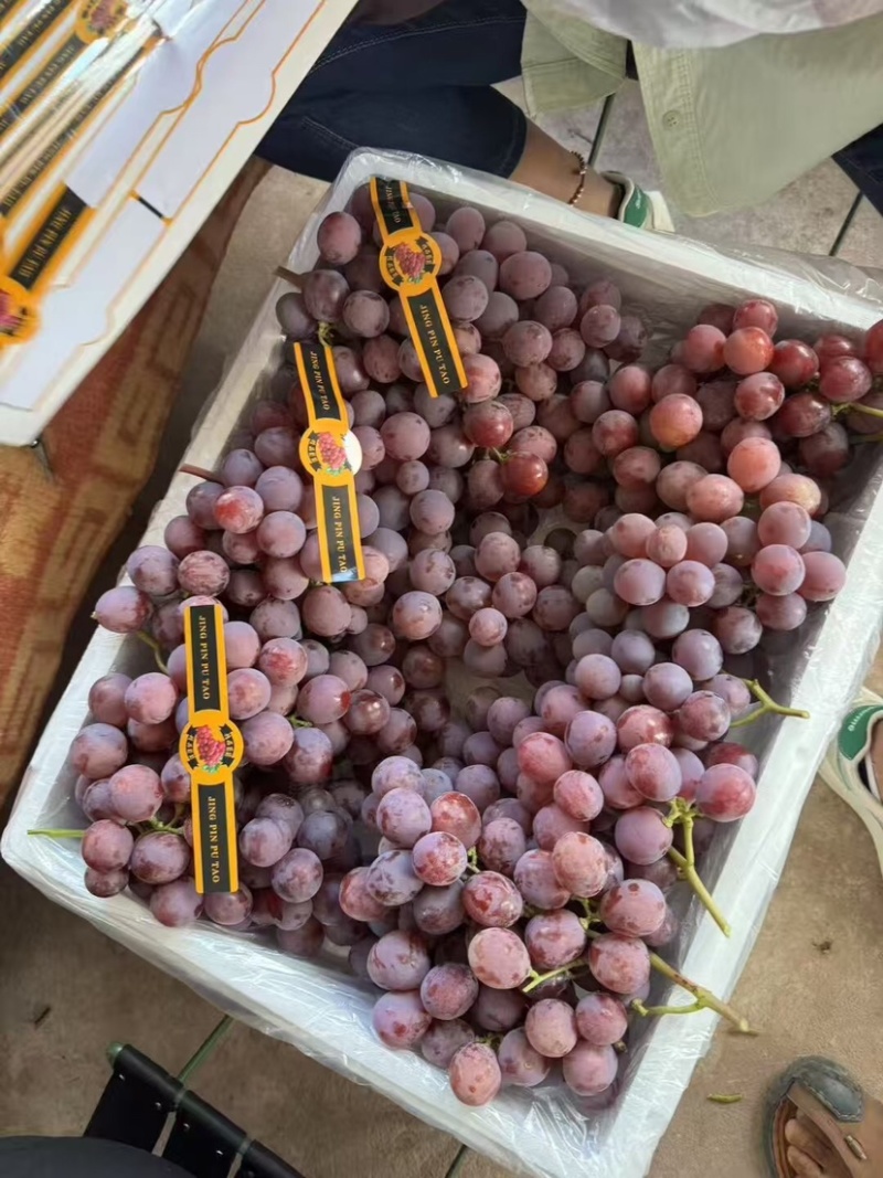🍇红提葡萄大量有货下地看货说价现采现发欢迎咨询