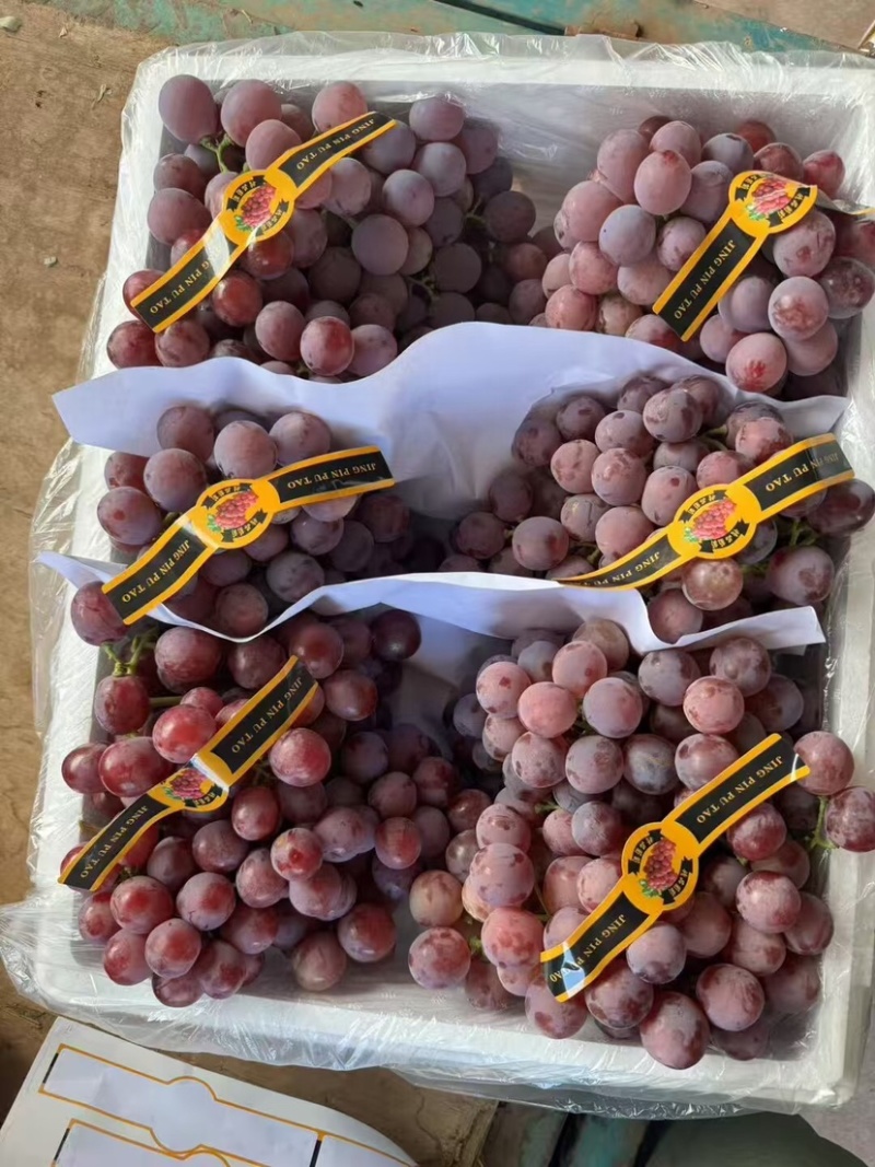 🍇红提葡萄大量有货下地看货说价现采现发欢迎咨询