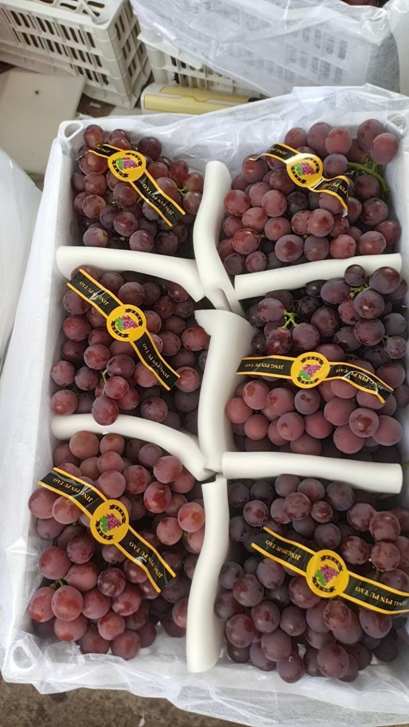 🍇红提葡萄大量有货下地看货说价现采现发欢迎咨询