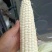 白糯玉米，量大从优，基地直供，又甜又糯，