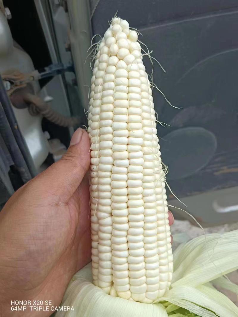 白糯玉米，量大从优，基地直供，又甜又糯，