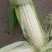 白糯玉米，量大从优，基地直供，又甜又糯，