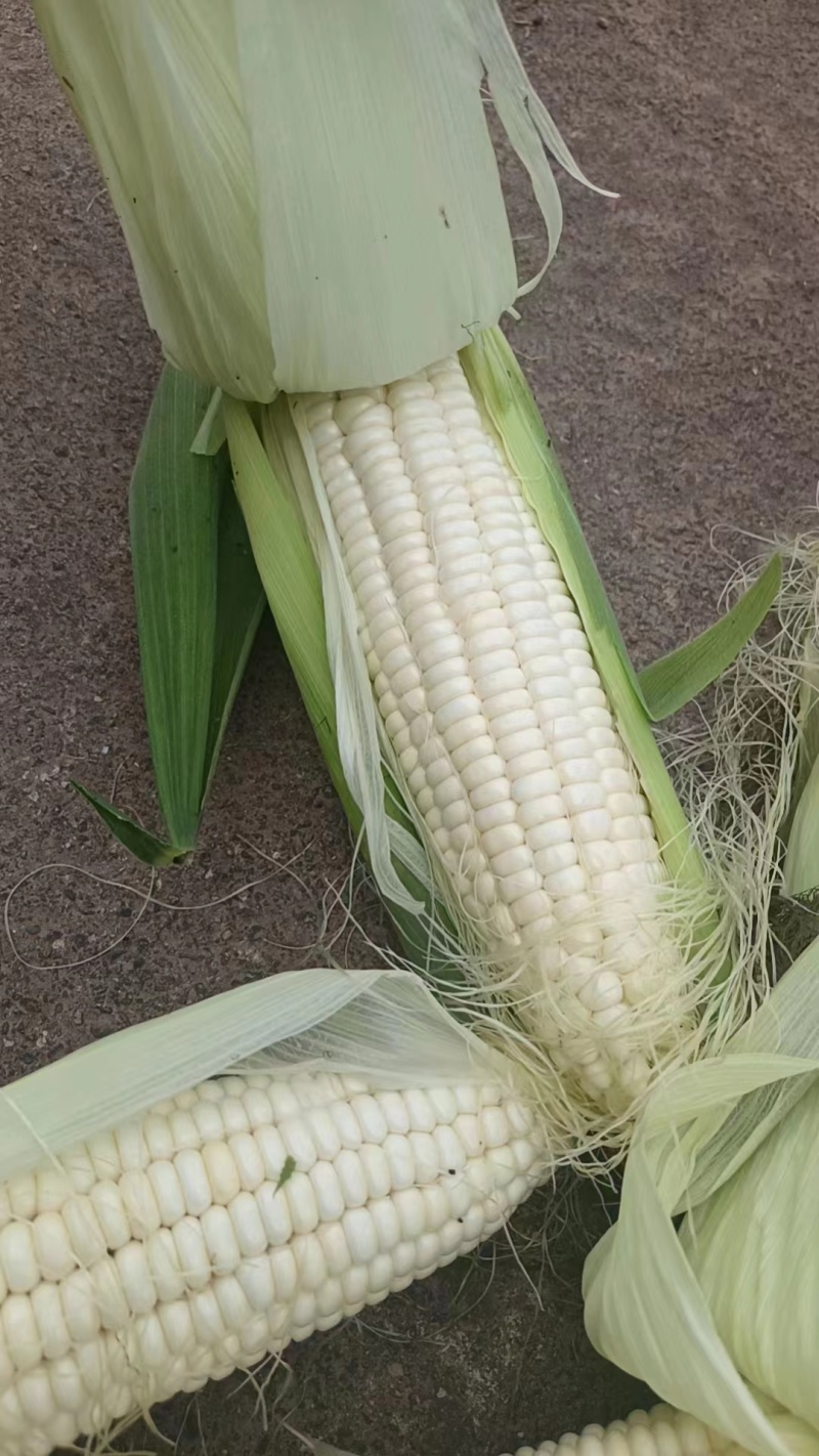 白糯玉米，量大从优，基地直供，又甜又糯，