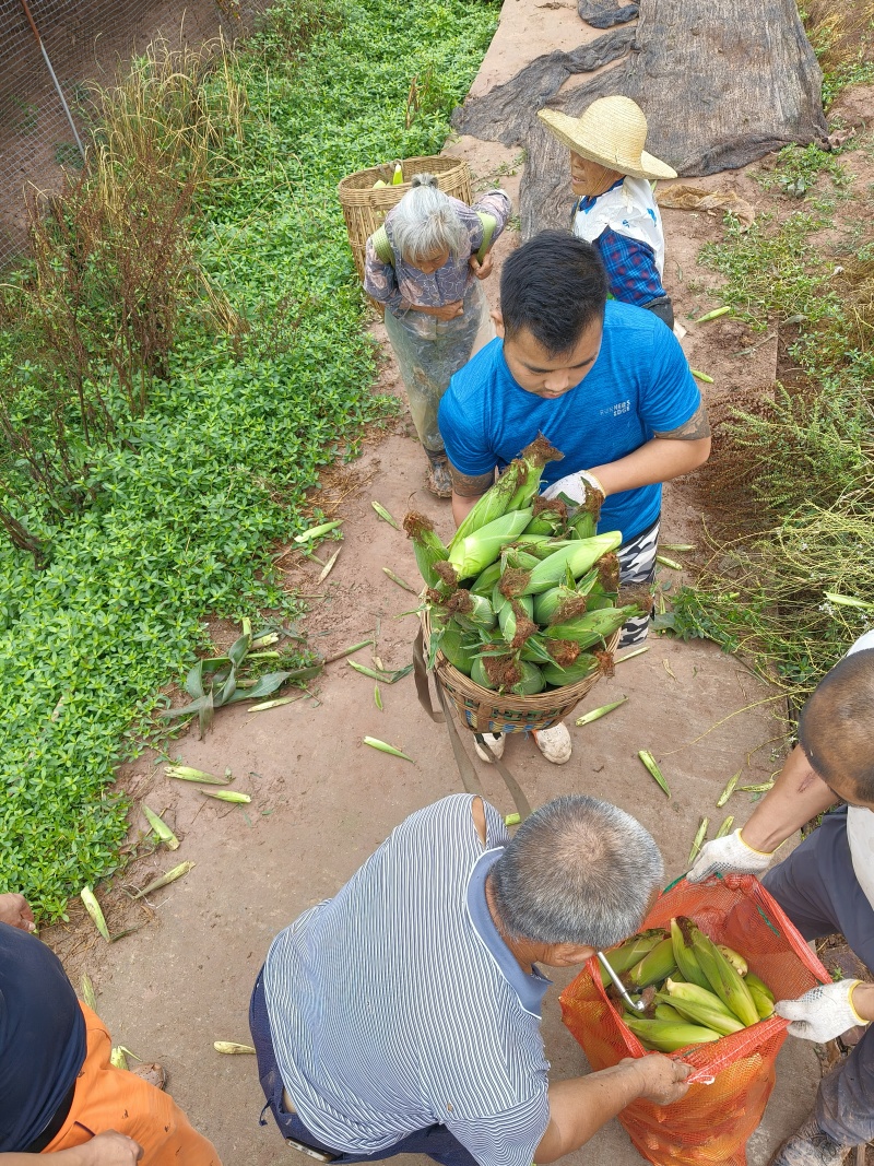 白糯玉米，量大从优，基地直供，又甜又糯，