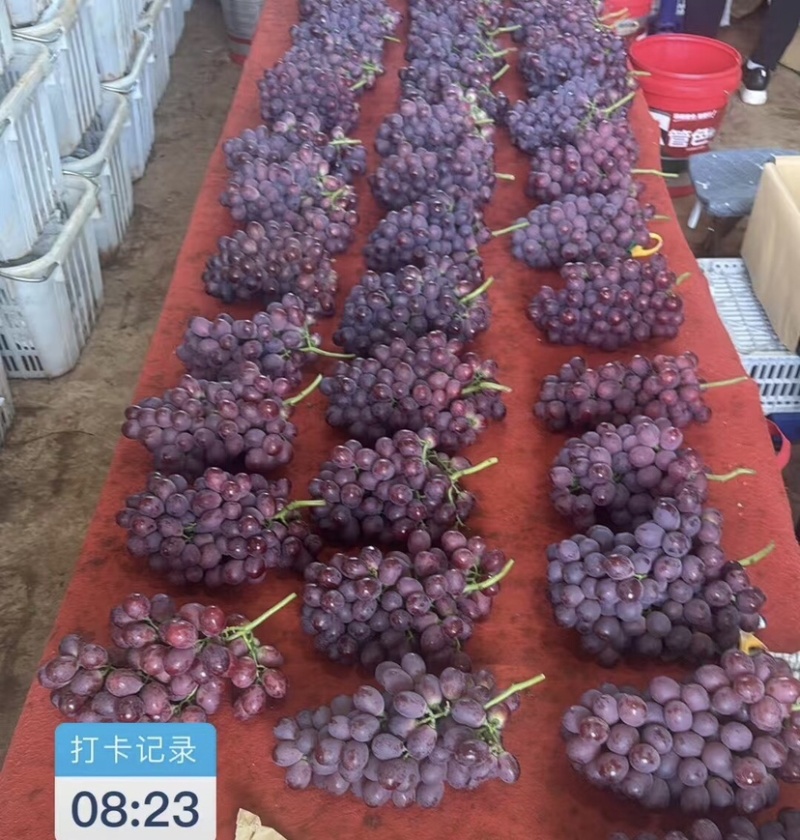 🍇红提葡萄大量有货下地看货说价现采现发欢迎咨询