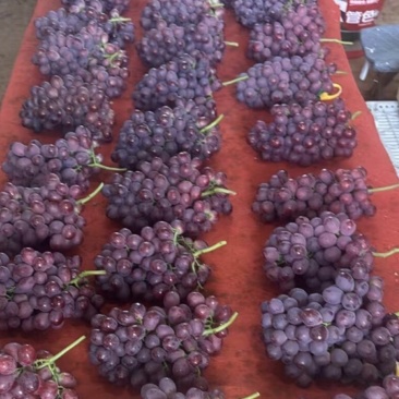 🍇红提葡萄大量有货下地看货说价现采现发欢迎咨询