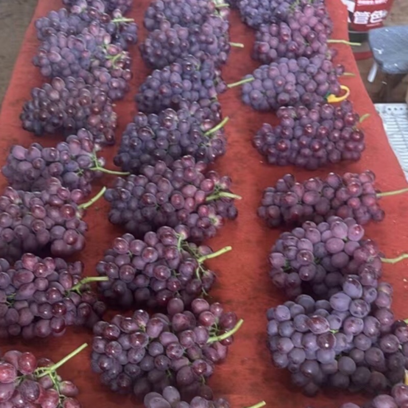🍇红提葡萄大量有货下地看货说价现采现发欢迎咨询