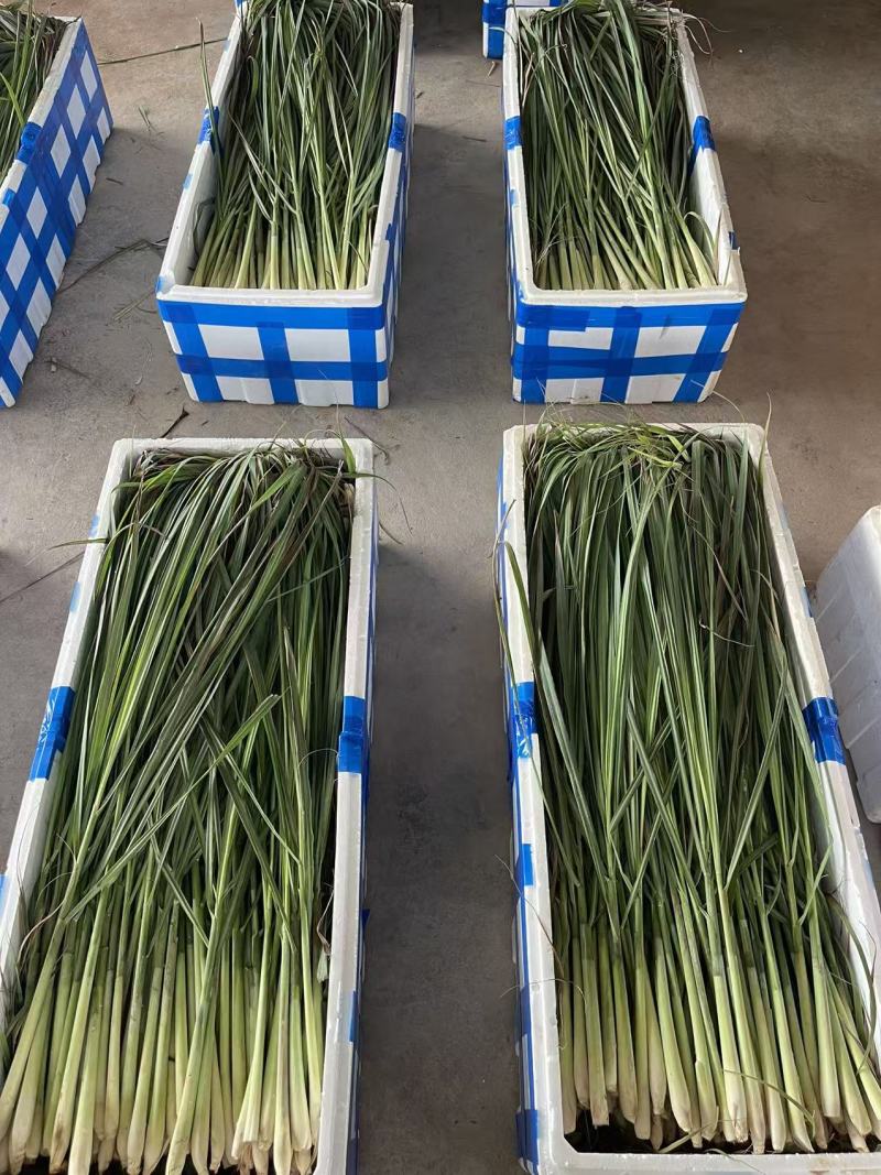 柠檬香茅草