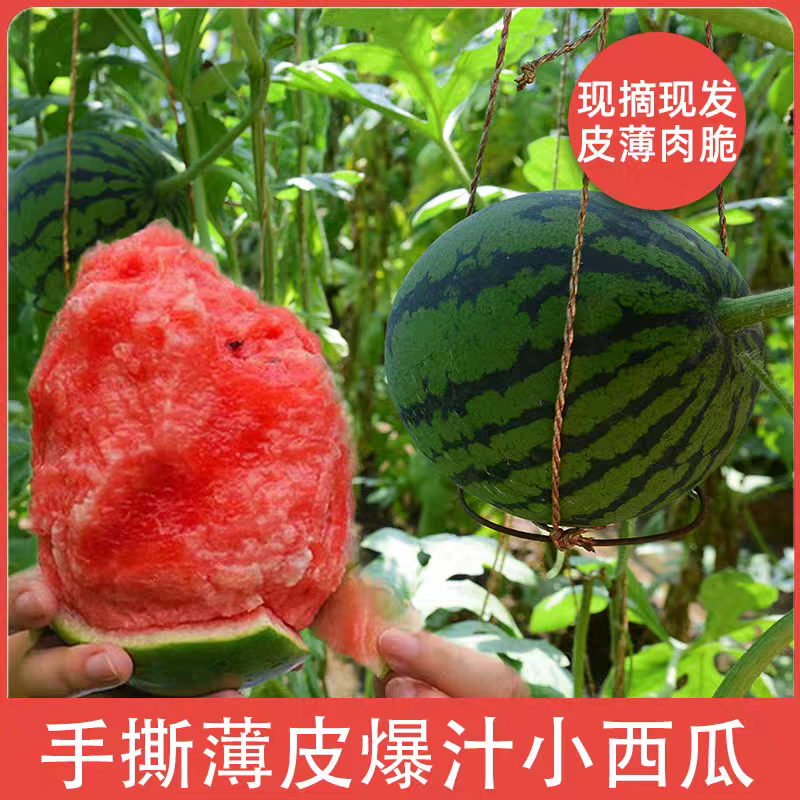 山东潍坊西瓜小糖丸西瓜产地直发货源充足欢迎致电