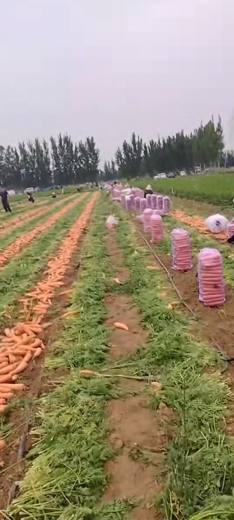胡萝卜大量上市