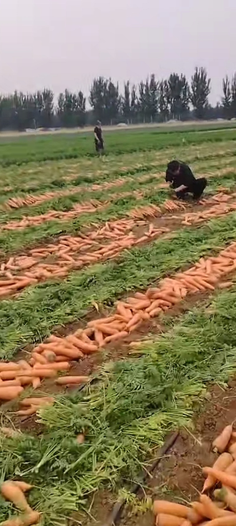 胡萝卜大量上市