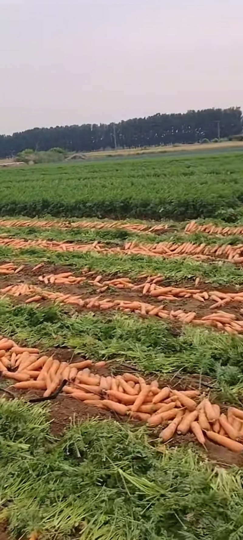 胡萝卜大量上市