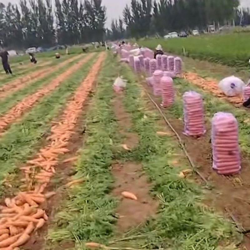 胡萝卜大量上市