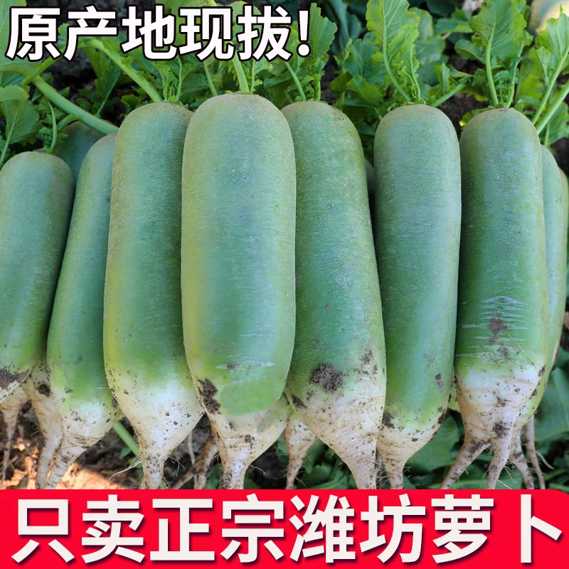 山东潍坊萝卜水果萝卜全国代发货源充足对接电商