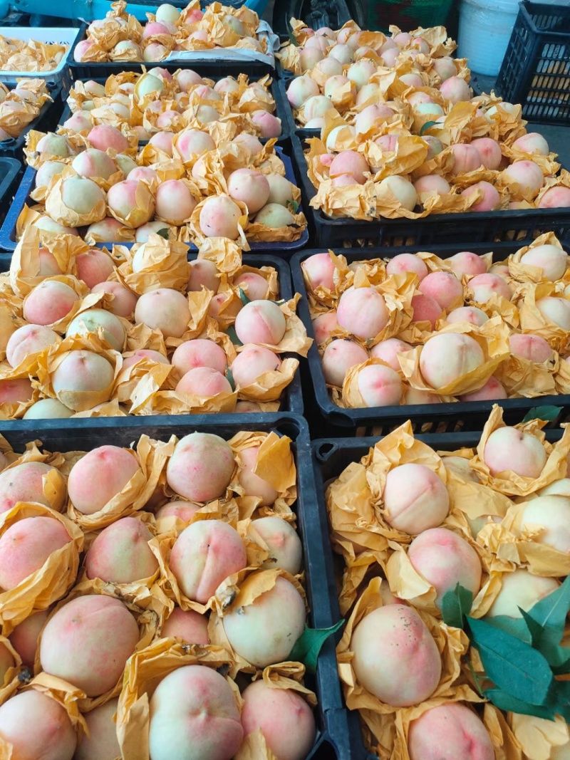 玉露水蜜桃正宗奉化水蜜桃香甜多汁口感好6月25号后开始供