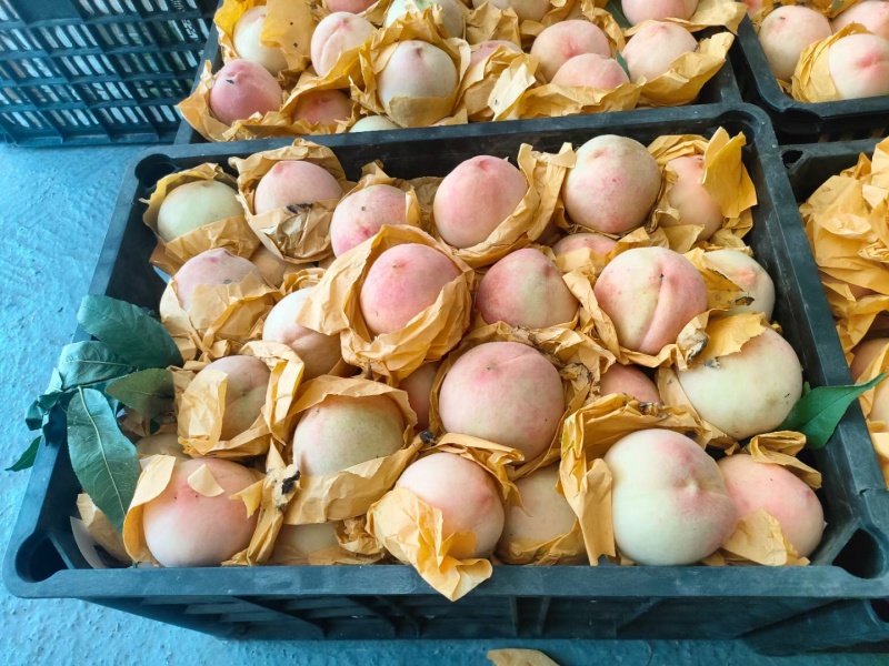 玉露水蜜桃正宗奉化水蜜桃香甜多汁口感好6月25号后开始供