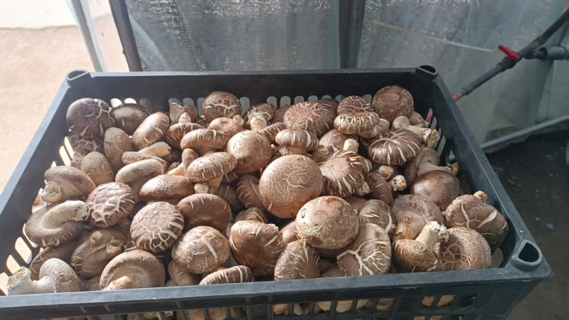 鲜香菇