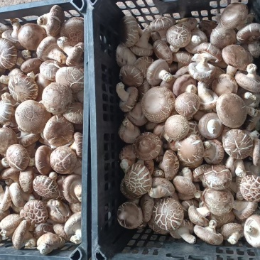 鲜香菇