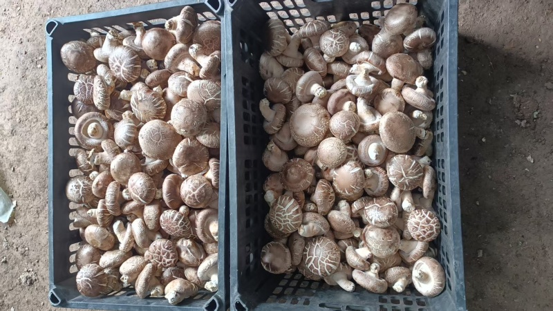 鲜香菇