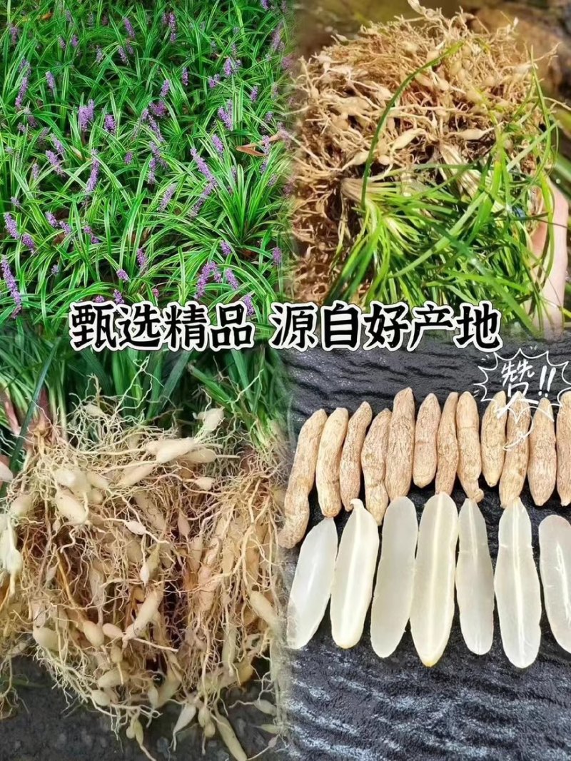 【每日推荐】四川绵阳精品麦冬产地直发品质保障可视频看货