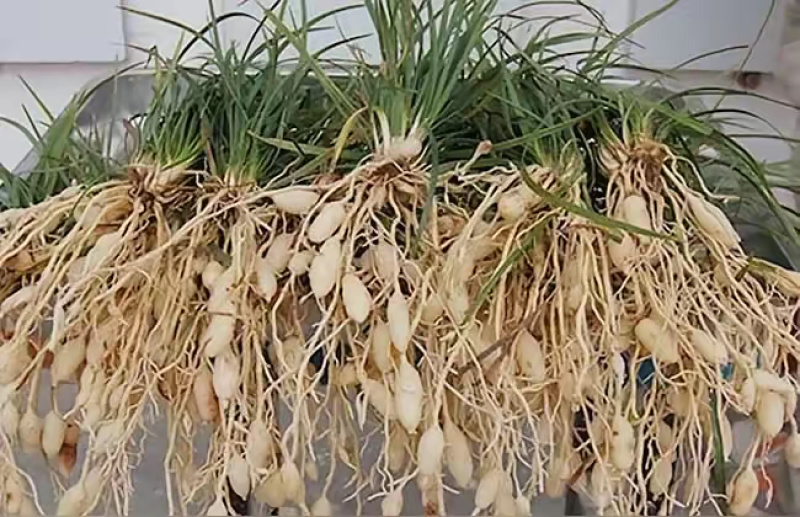 【每日推荐】四川绵阳精品麦冬产地直发品质保障可视频看货