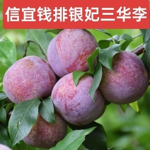 正宗茂名信宜钱排银妃三华李子红心李子，专业对接多多美团仓