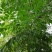 新采苦楝树种子苦楝种子楝树紫花树种子楝枣种子苦楝子种