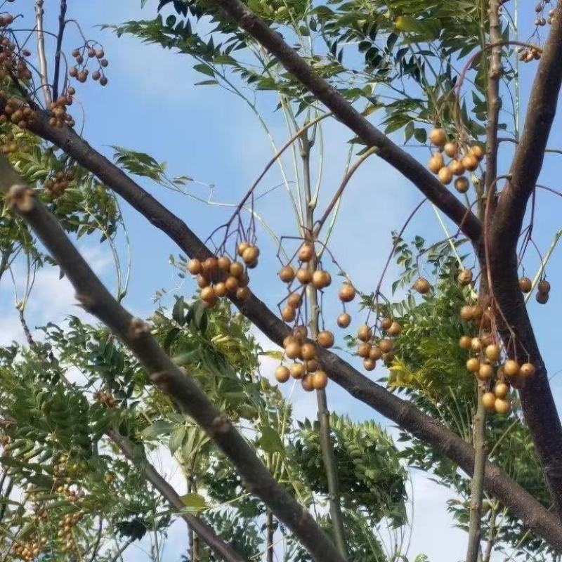 新采苦楝树种子苦楝种子楝树紫花树种子楝枣种子苦楝子种