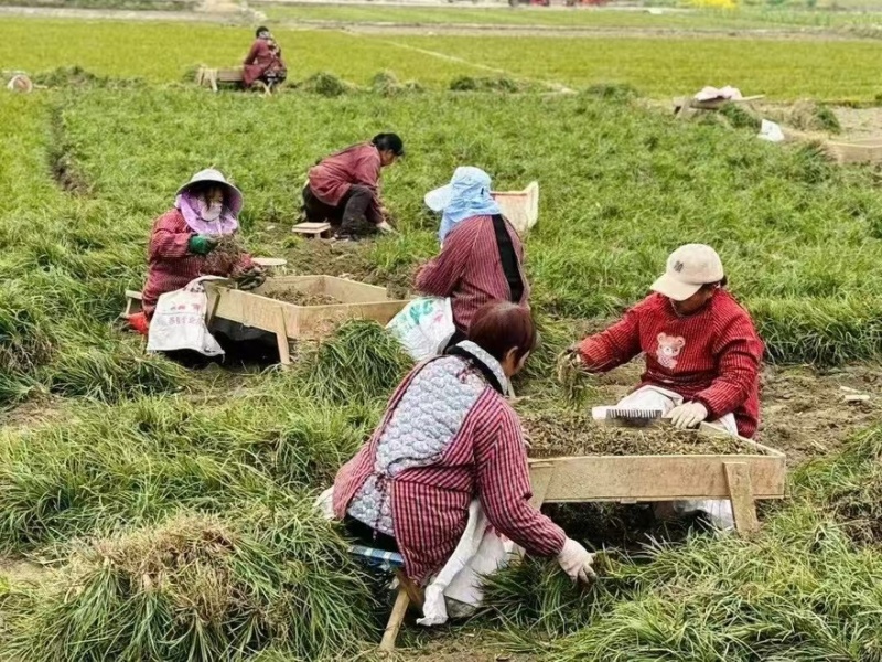 【每日推荐】四川绵阳精品麦冬产地直发品质保障可视频看货