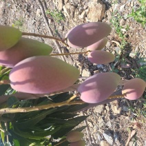 四川高山贵妃芒果大量有货需要的联系货发全国质量保证