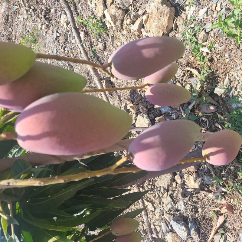 四川高山贵妃芒果大量有货需要的联系货发全国质量保证